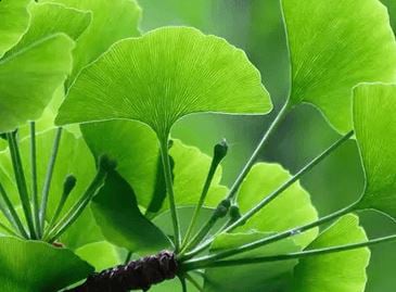 Ginkgo Biloba