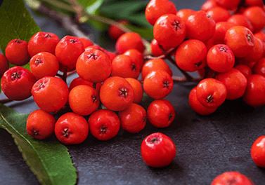 Hawthorn Berry