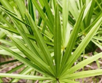 Saw Palmetto